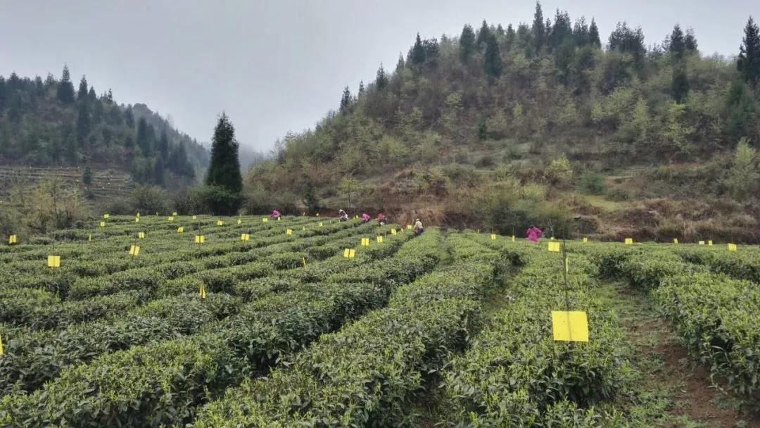 1577685746102363.jpg 7.jpg